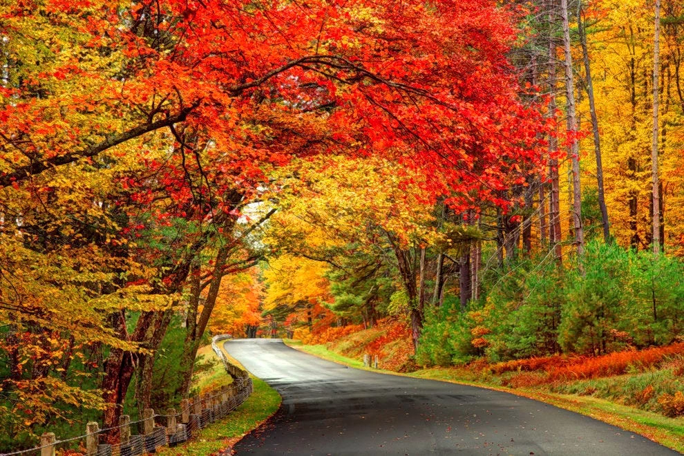 Beautiful fall foliage along a country road.