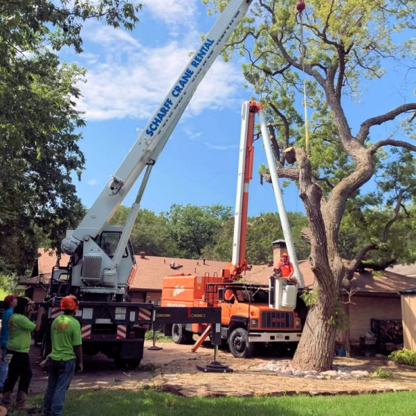 A crane assisting in a difficult tree removal.